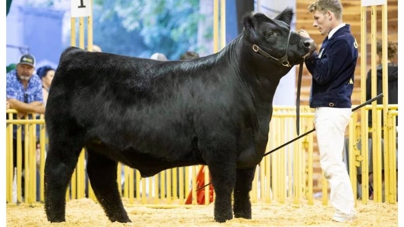 2019 Champion Steer Napa Town and Country Fair