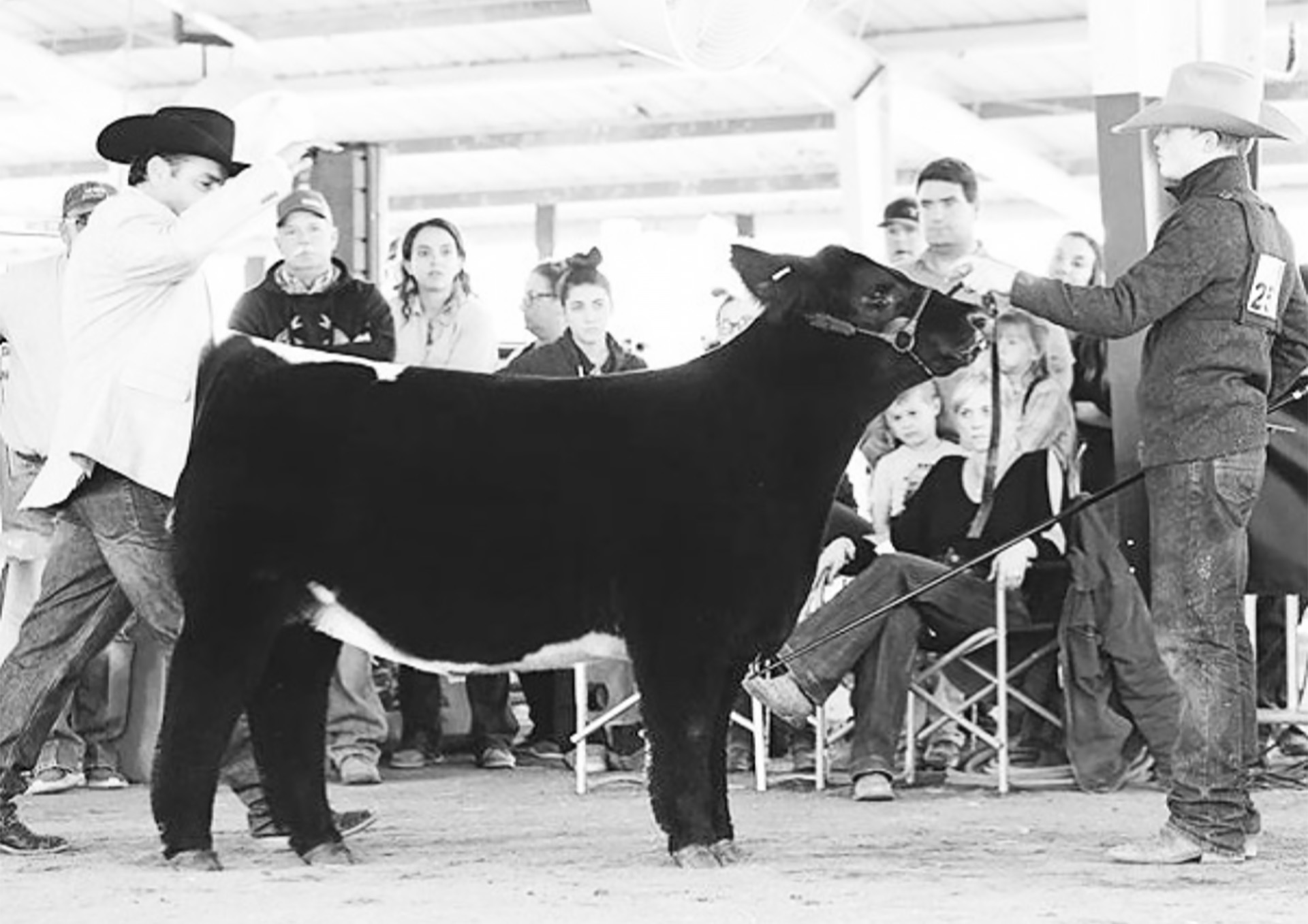 Show Cattle Champion