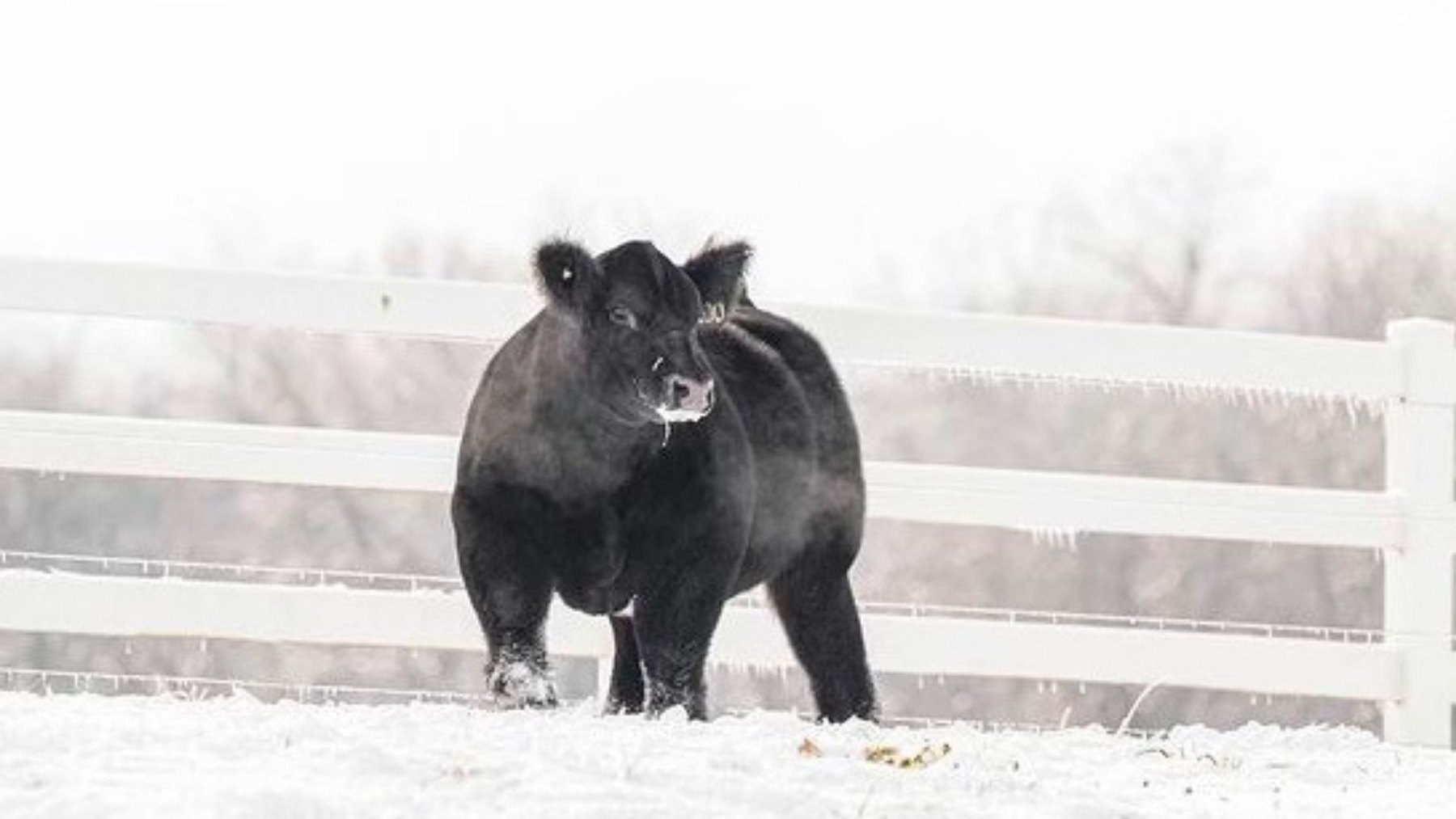 Tricked Out at the fence in the snow