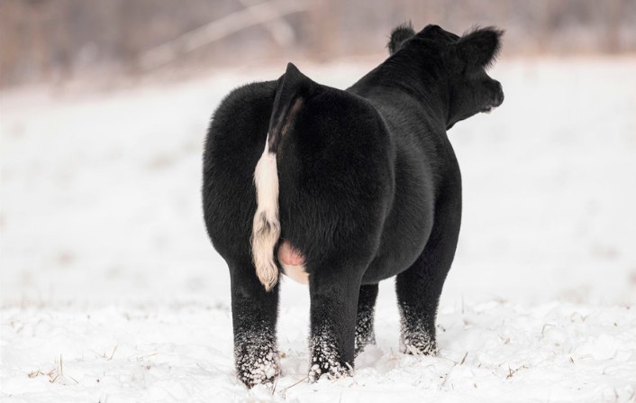 Tricked Out from behind in the snow