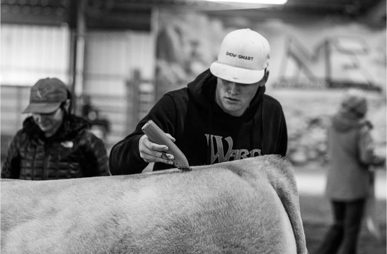 Fitting a calf in the Ward Cattle Company chute, black and white