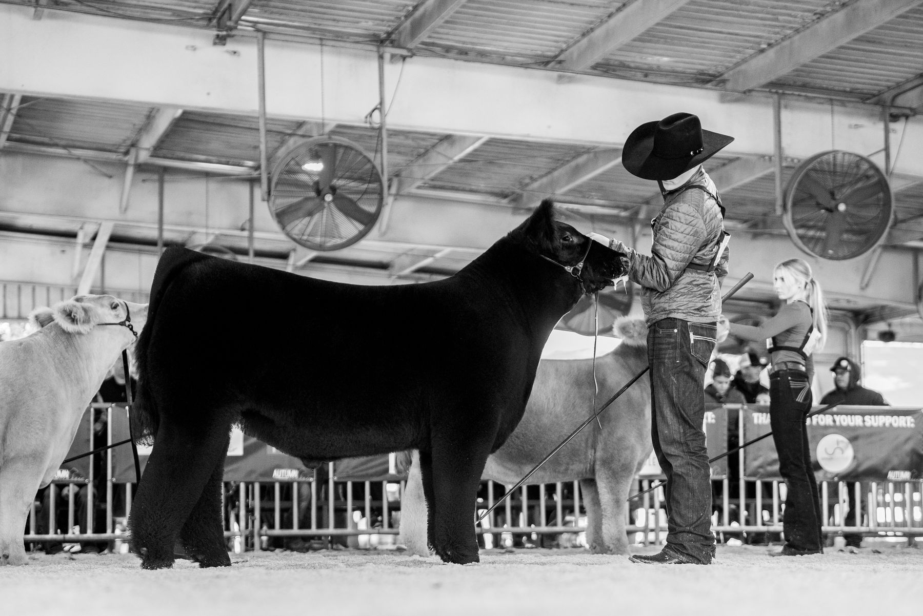Setting up a calf ringside at the Autumn Classic, black and white